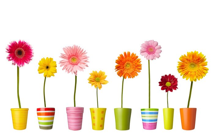 Bild Feldblumen in Töpfen