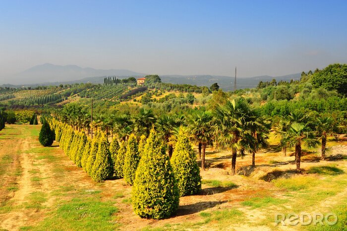 Bild Felder Pflanzen und Bäume