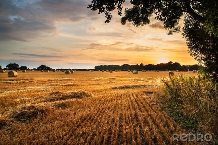 Bild Feldlandschaft bei Sonnenuntergang
