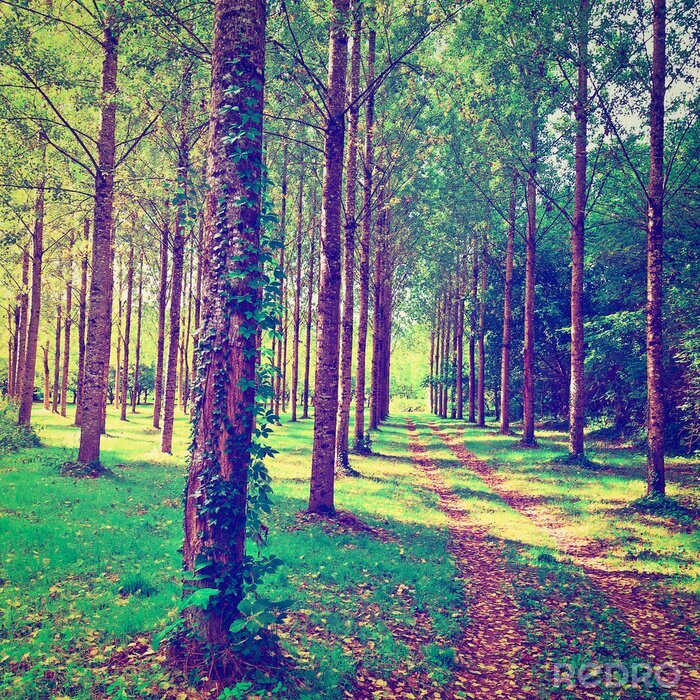 Bild Feldpfad zwischen Bäumen