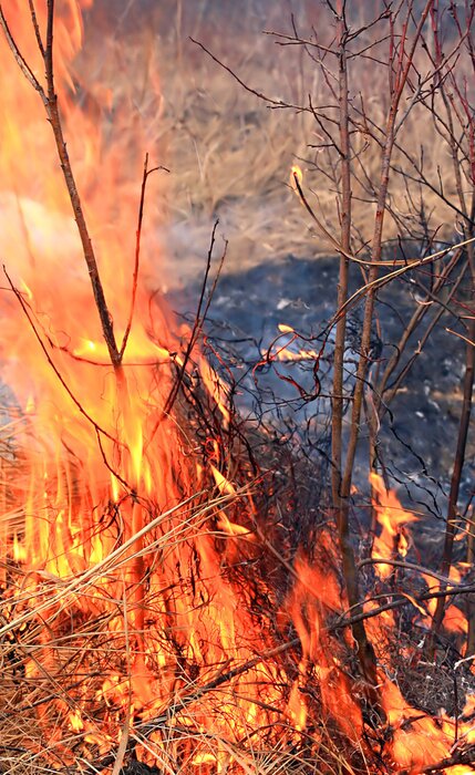 Bild Feuer inmitten der herbstlichen Natur