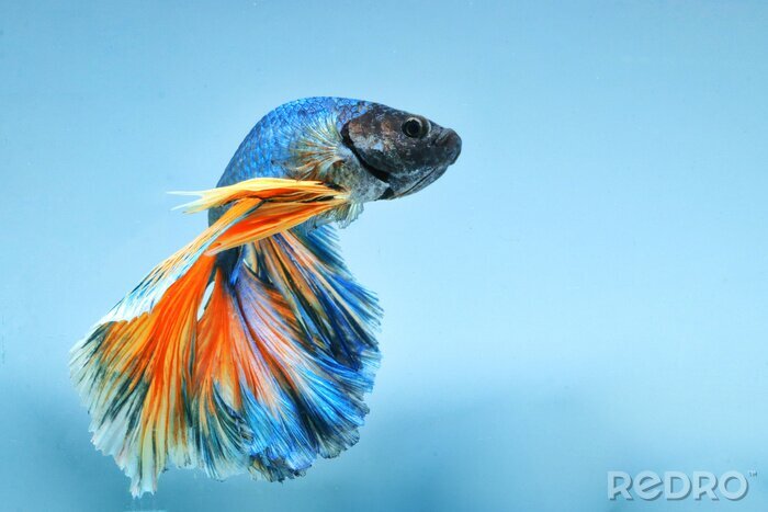 Bild Fisch auf blauem Hintergrund