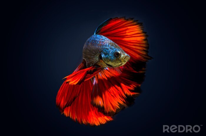Bild Fisch mit rotem Schwanz