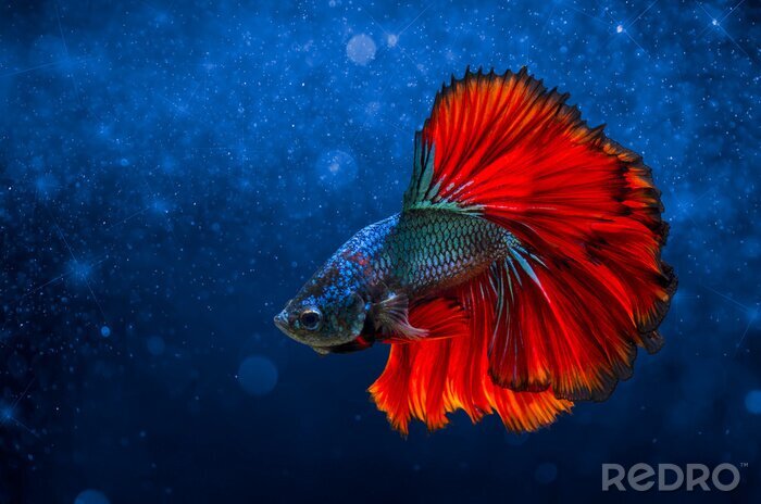 Bild Fisch mit roten Flossen
