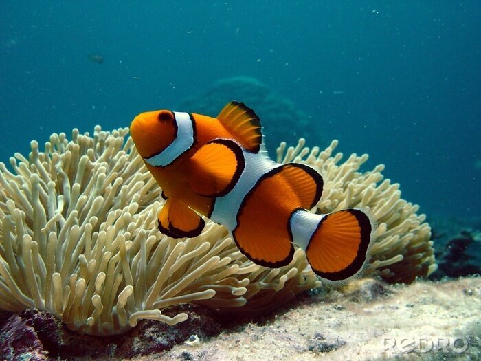 Bild Fisch orange-schwarz