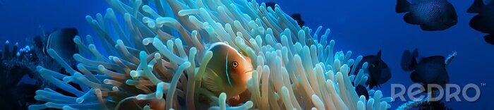 Bild Fisch und Korallenriff