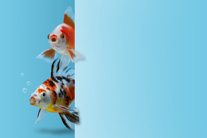 Bild Fische auf blauem Hintergrund