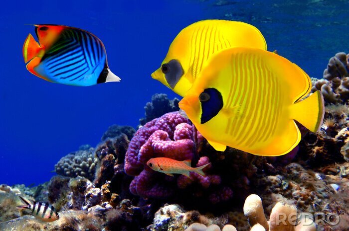 Bild Fische aus nächster Nähe und Korallenriff