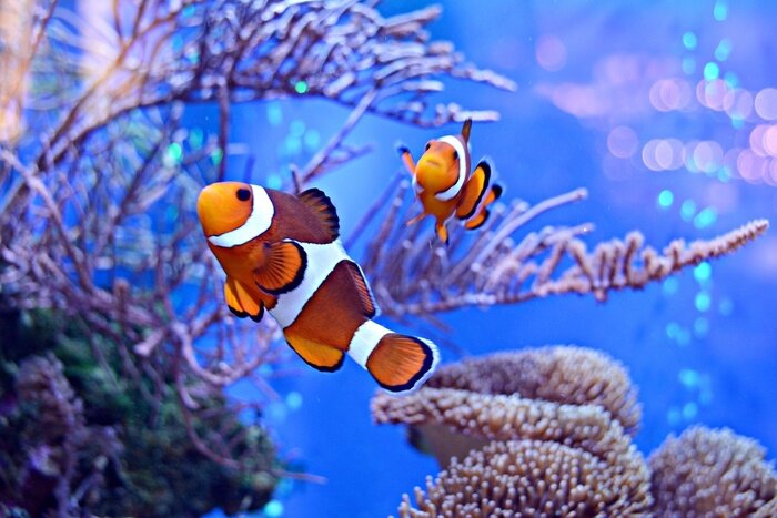 Bild Fische im Aquarium