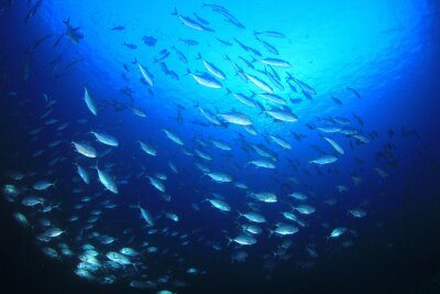 Bild Fische im tiefen Ozean
