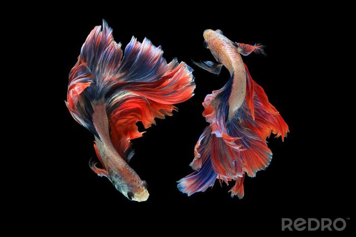 Bild Fische mit interessanten Formen