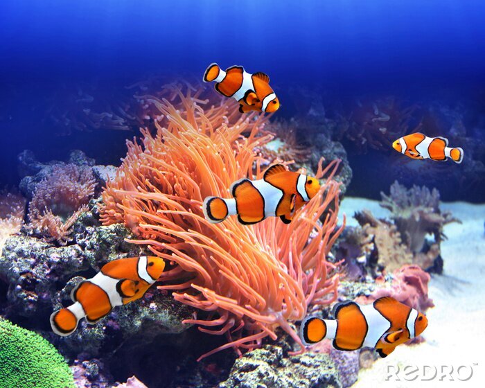 Bild Fische und Korallenriff