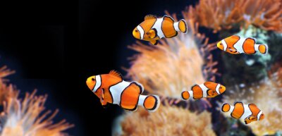 Bild Fische und orangefarbene Meerespflanzen