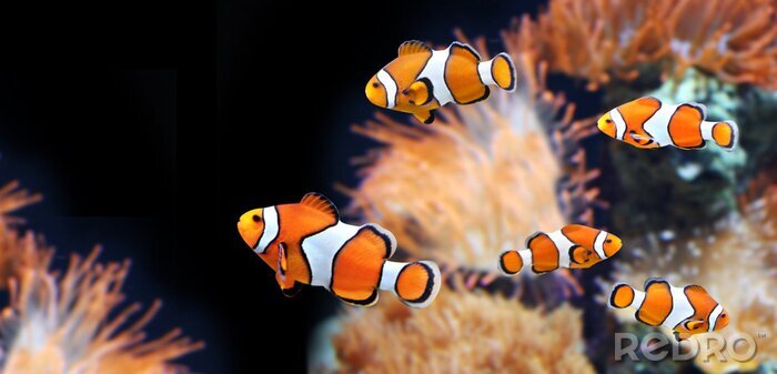 Bild Fische und orangefarbene Meerespflanzen