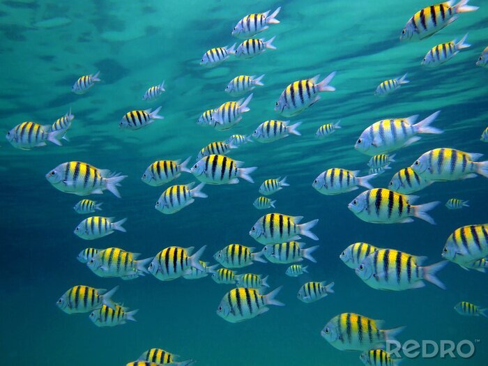 Bild Fischschwarm im Ozean