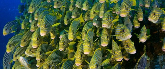 Bild Fischschwarm in Indonesien