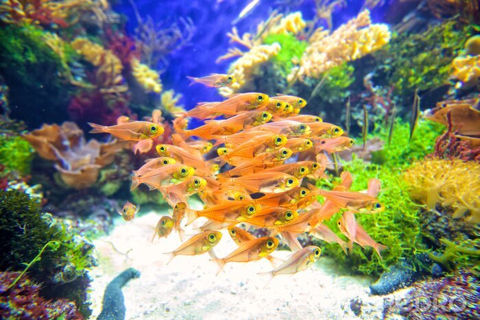Bild Fischschwarm und Korallenriff