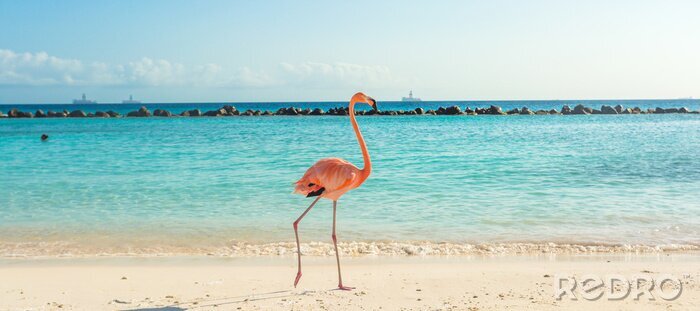 Bild Flamingo am strand von aruba