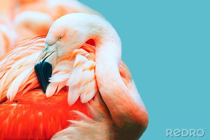 Bild Flamingo auf blauem Hintergrund