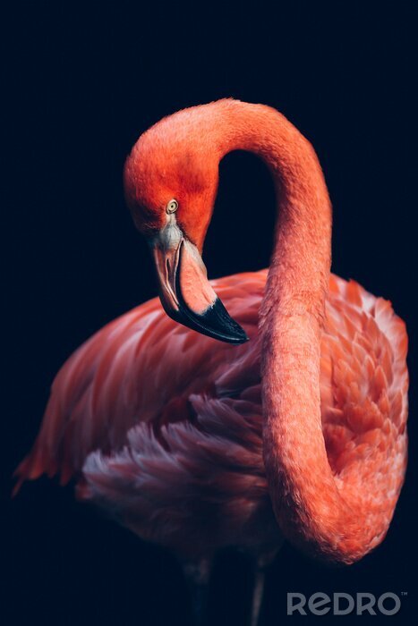 Bild Flamingo auf schwarzem Hintergrund