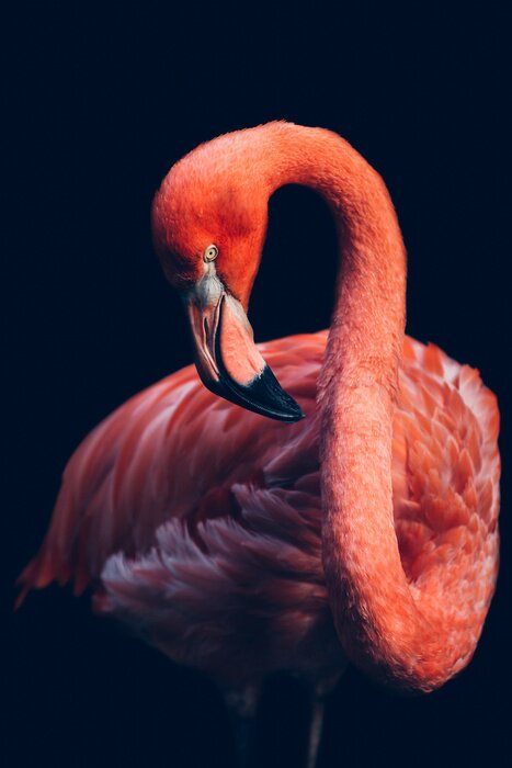 Bild Flamingo auf schwarzem Hintergrund