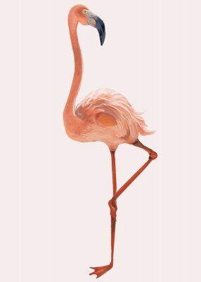 Bild Flamingo auf weißem Hintergrund