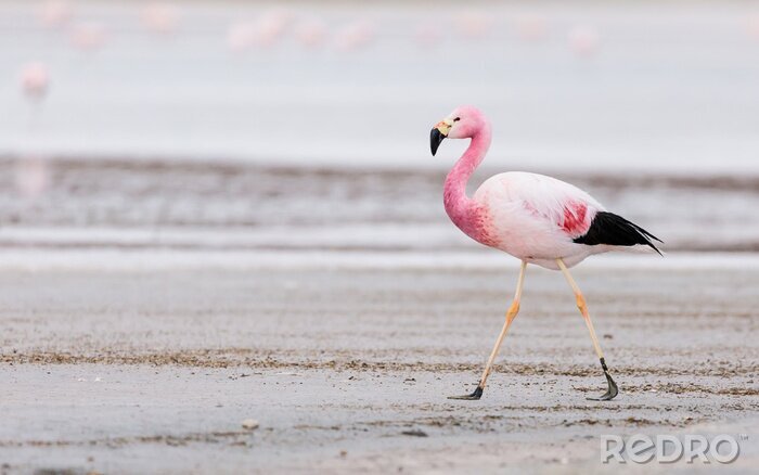 Bild Flamingo Baby