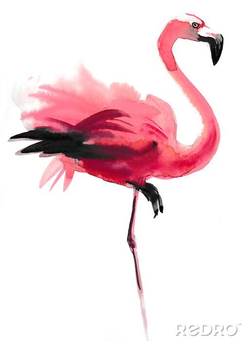 Bild Flamingo mit schwarzem Schnabel