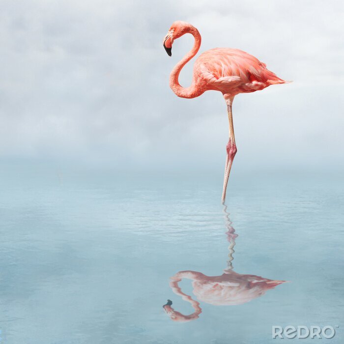 Bild Flamingo vor dem Hintergrund des Himmels und Wassers