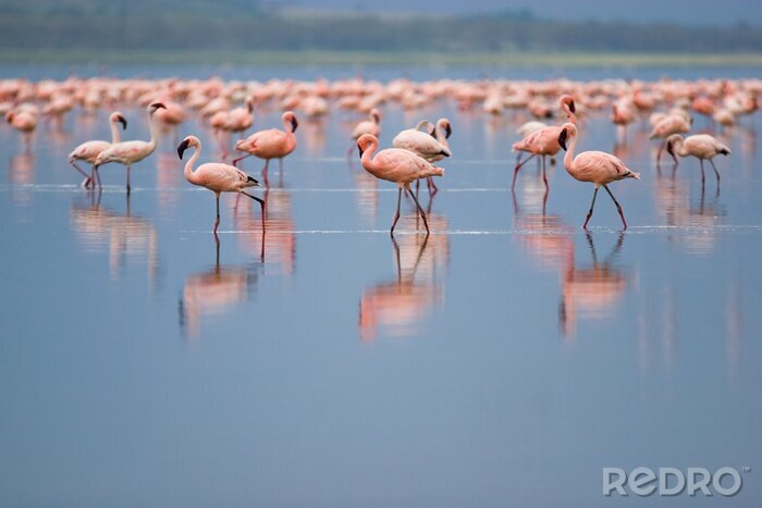 Bild Flamingos auf einem verschwommenen see