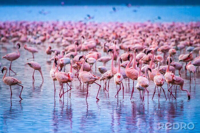Bild Flamingos im Schwarm