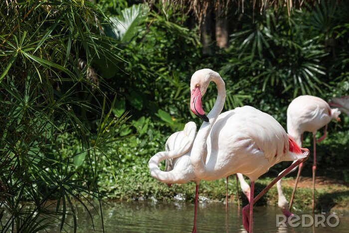 Bild Flamingos im Wasser