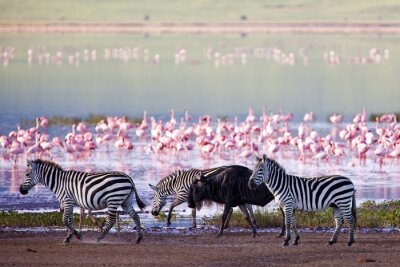 Flamingos und Zebras an einem See