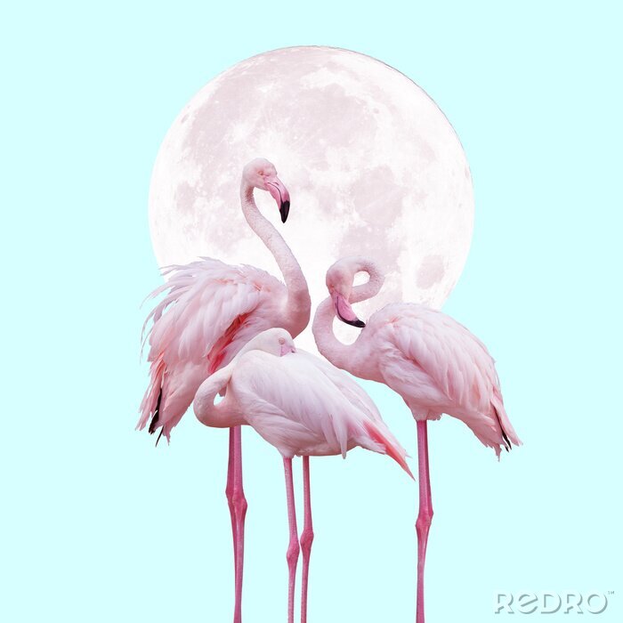 Bild Flamingos vor dem Hintergrund des Mondes