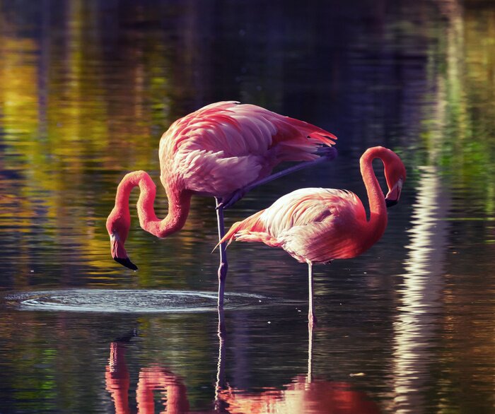 Bild Flamingos waten durch Wasser