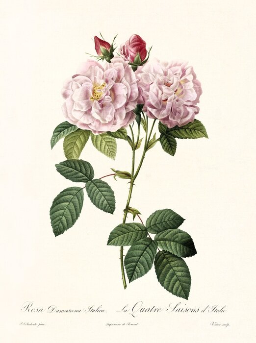 Bild Flaumige Rosen mit gelben Zentren