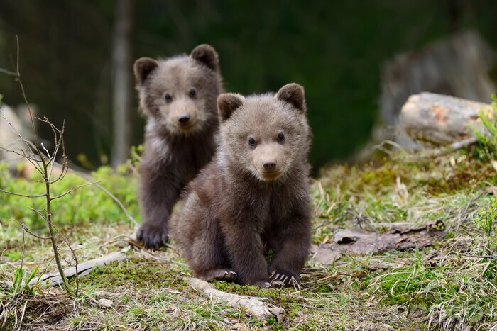 Bild Flauschige Bärchen im Wald