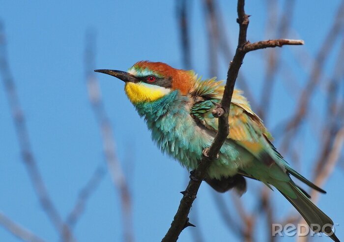 Bild Flauschiger Vogel im Baum