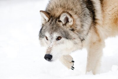 Flauschiger Wolf im Winter