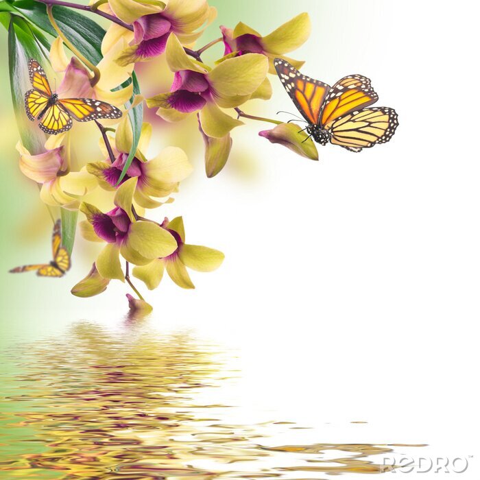 Bild Fliegende Schmetterlinge an der Orchidee