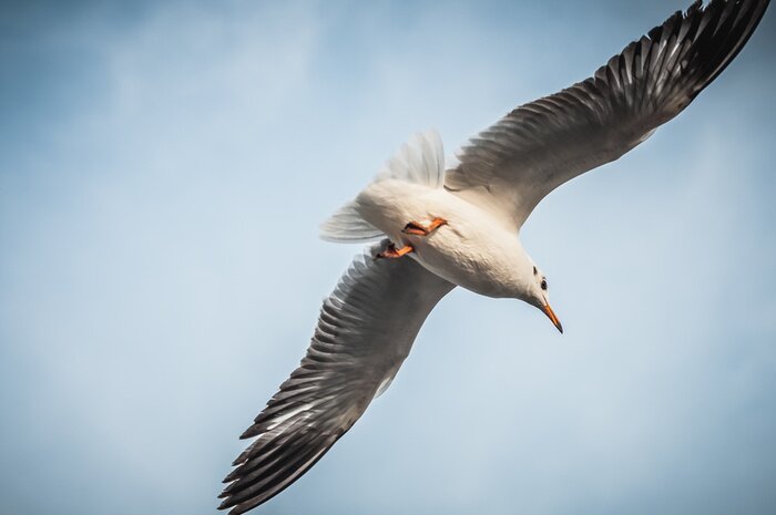 Bild Fliegende Tiere aus Thailand