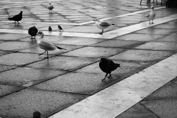 Bild Fliegende wilde Tiere in der Stadt