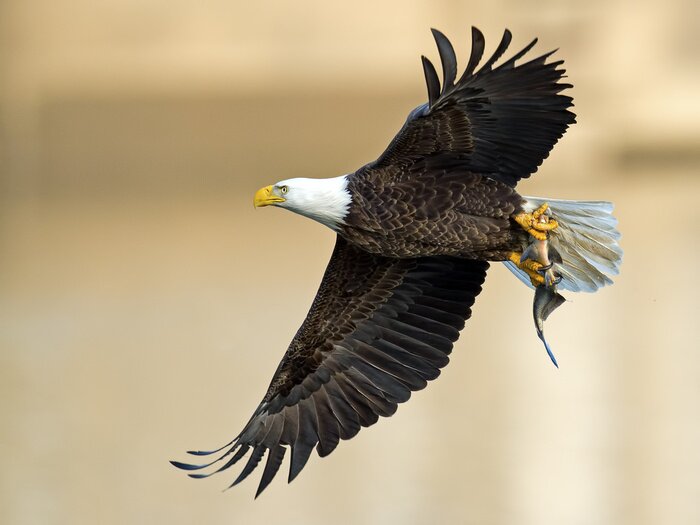 Bild Fliegender Vogel auf beige Hintergrund