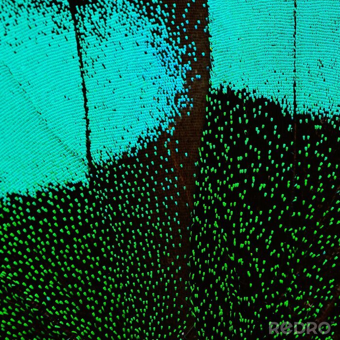 Bild Flügelstruktur eines Schmetterlings