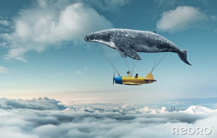 Bild Flugzeug hängt an einem Wal
