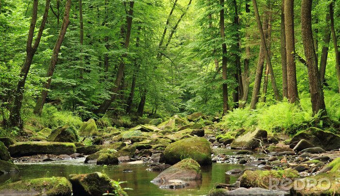 Bild Fluss im Frühlingswald