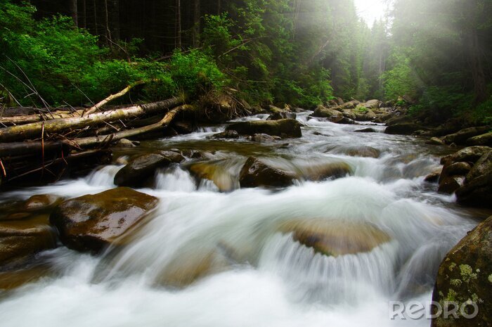 Bild Fluss im Herzen des Waldes