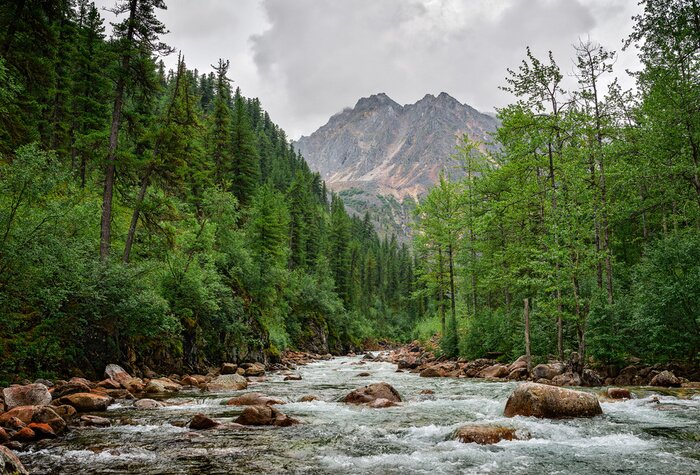 Bild Fluss im Nadelwald