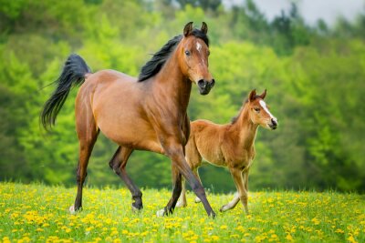 Fohlen und stute inmitten der blumen