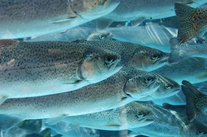 Bild Forellen im Wasser